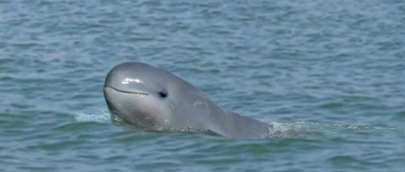 Irrawaddy Dolphin.